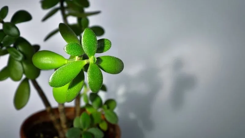 Jade Plant drooping leaves