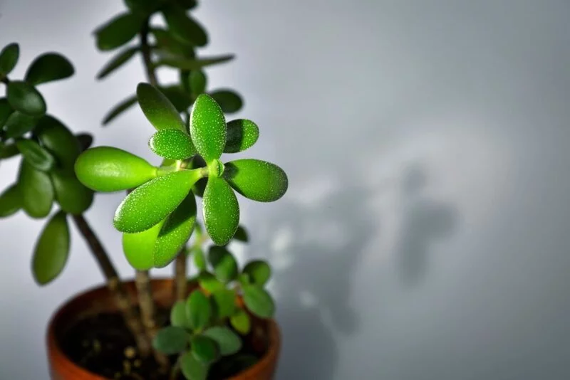 Why are the Leaves Falling Off My Jade Plant? - World of Succulents