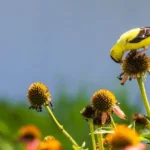 Male goldfinch eating coneflower seeds