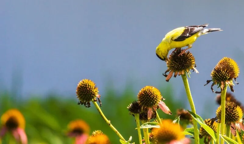 Male goldfinch eating coneflower seeds