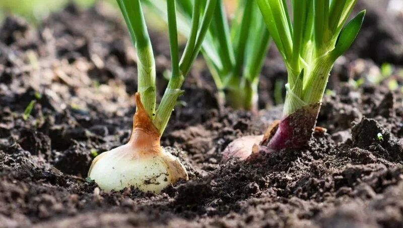 Onion grows from the dugout