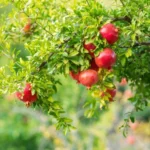 Pomegranate Trees