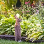 Rabbit looking at garden