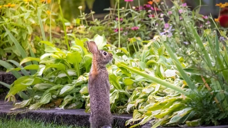 Rabbit looking at garden