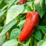 Red Pepper In Vegetable Garden Close Up
