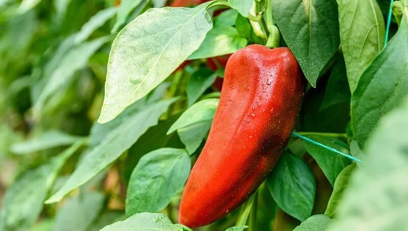 Red Pepper In Vegetable Garden Close Up