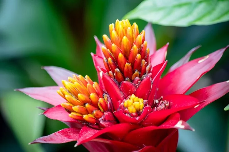 Red Spiky Bromeliad with Yellow Pointy Center