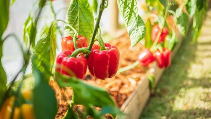 Red bell pepper plant growing in organic garden