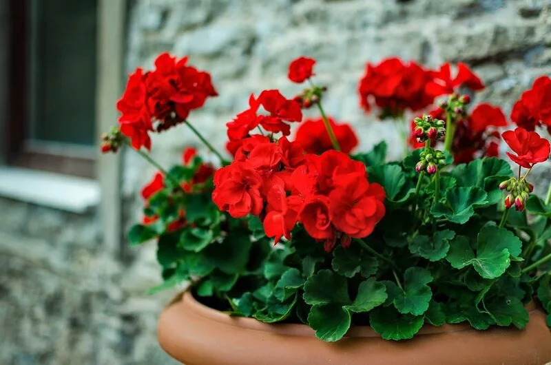 Red garden geranium flowers in pot