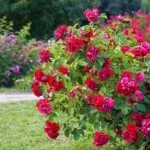 Red roses bush on garden landscape