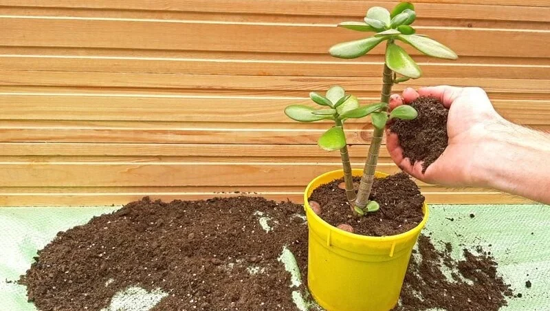 Repotting Jade plant