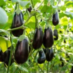 Ripe eggplants growing in the vegetable garden