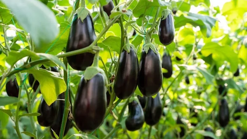 Ripe eggplants growing in the vegetable garden