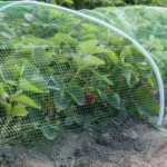 Strawberries bed covered with protective mesh from birds