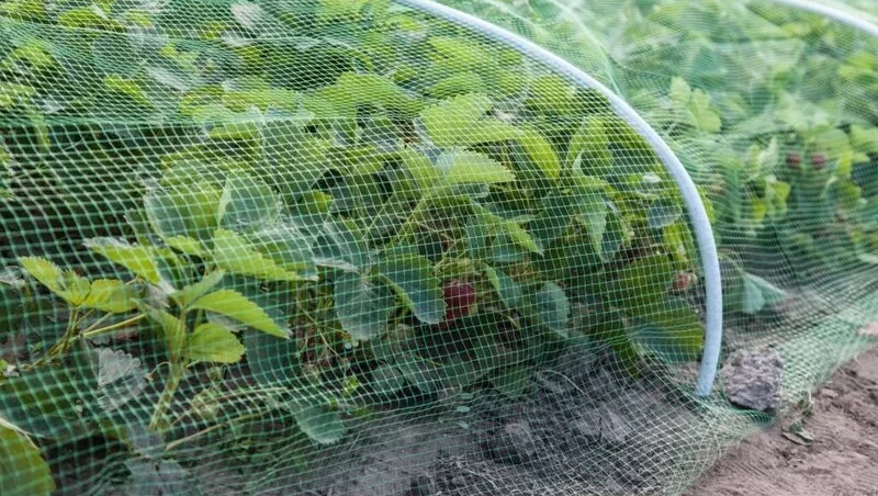 Strawberries bed covered with protective mesh from birds