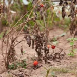 Tomato Plants at End of Season