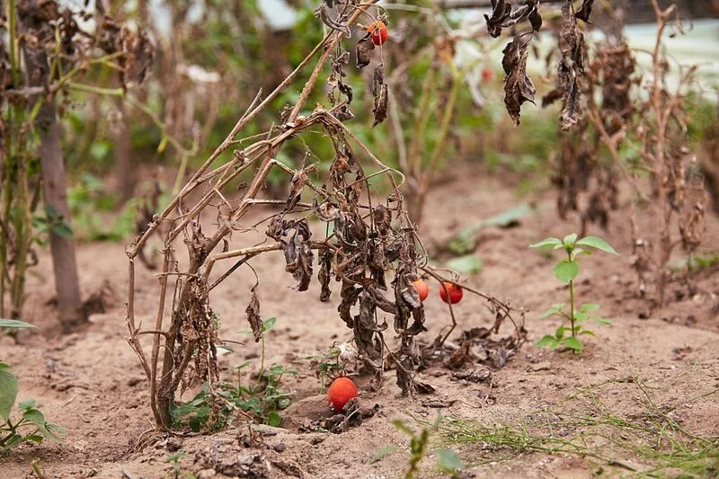 Tomato Plants at End of Season