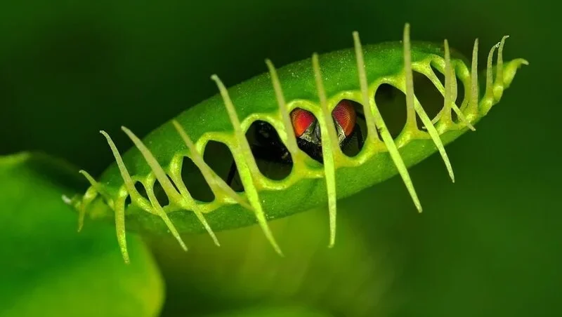 Venus flytrap (Dionaea muscipula) with trapped fly