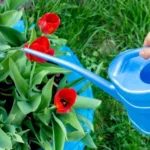 Watering tulips in the flowerbed in the garden