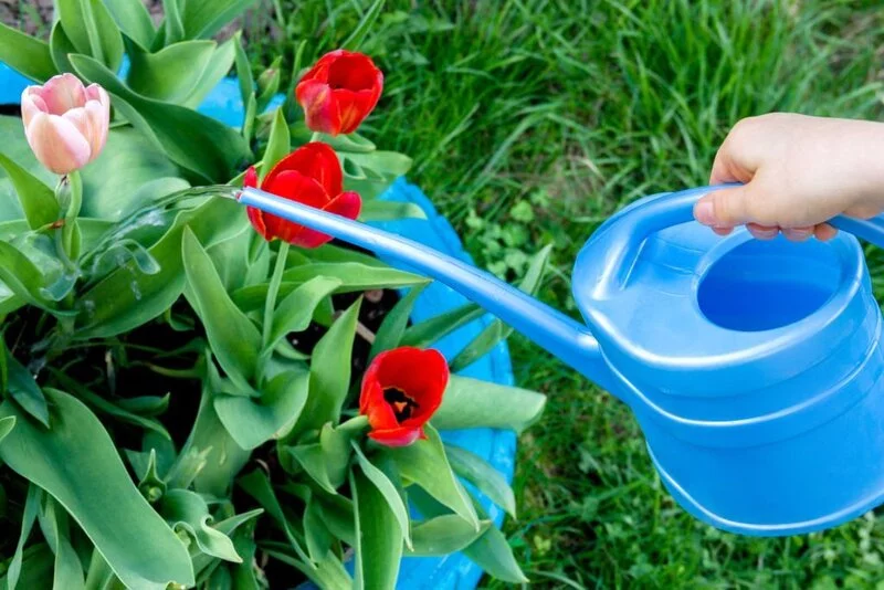 Watering tulips in the flowerbed in the garden