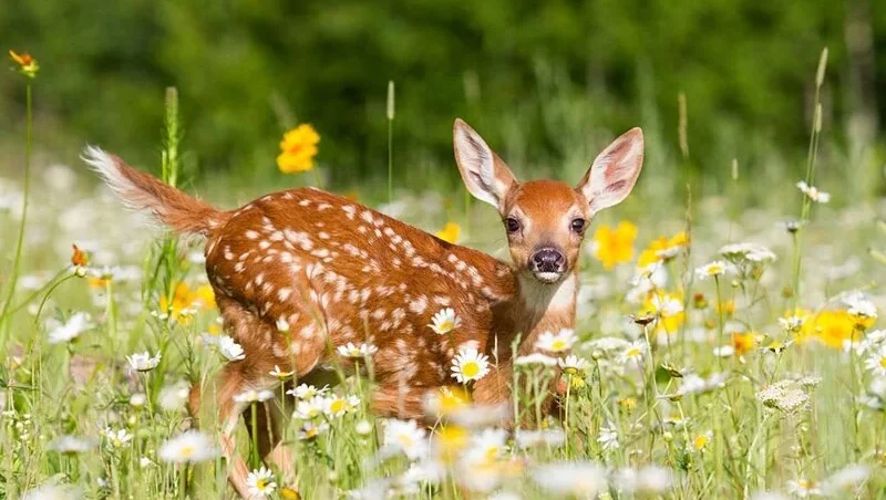 White Tailed Deer Fawn in Meadow