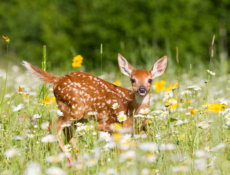White Tailed Deer Fawn in Meadow
