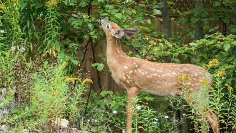 White tailed deer eating plants