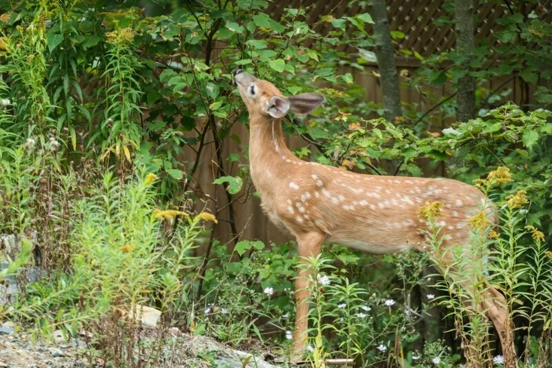 White tailed deer eating plants