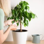 Woman cleaning ficus leaf
