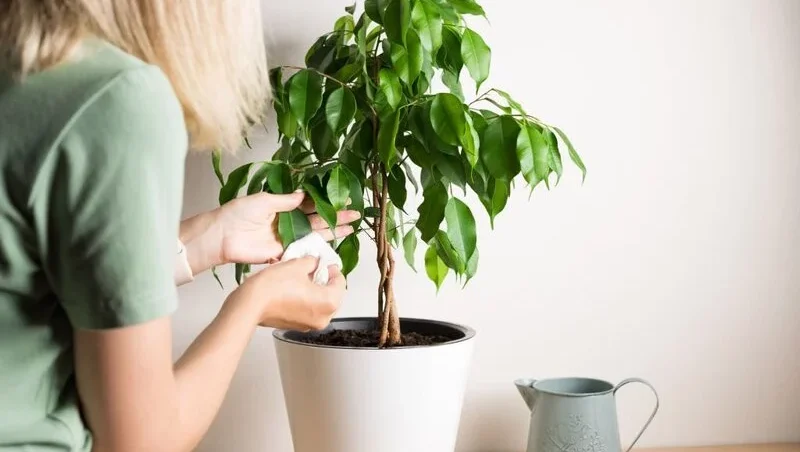 Woman cleaning ficus leaf