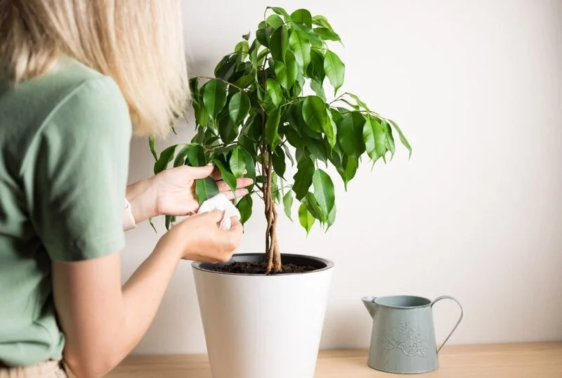 Woman cleaning ficus leaf