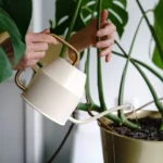 Woman watering potted Monstera houseplant