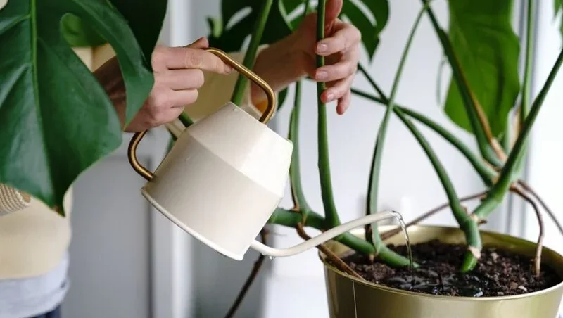 Woman watering potted Monstera houseplant