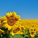 Yellow sunflowers grow in the field