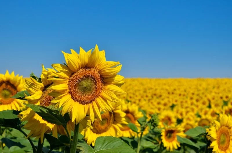 Yellow sunflowers grow in the field