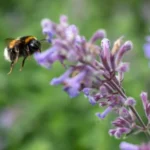 bumblebee is flying near a nepeta flower