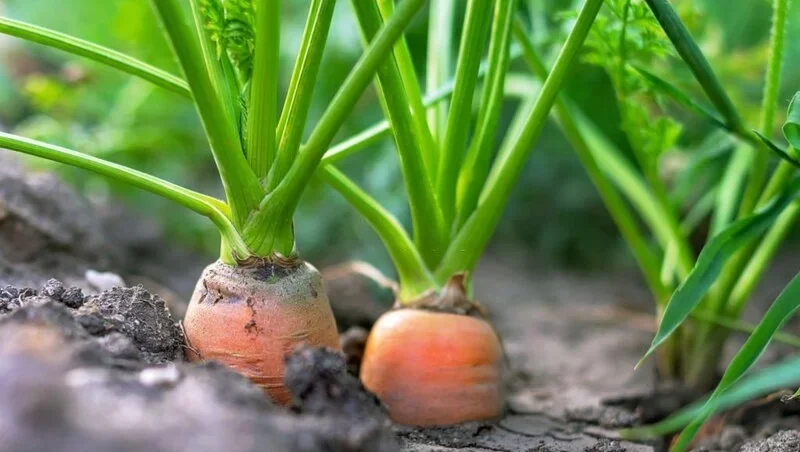 Carrots in soil