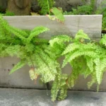 Fern with brown tips
