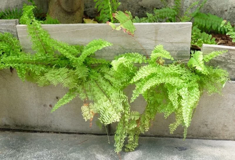 Fern with brown tips