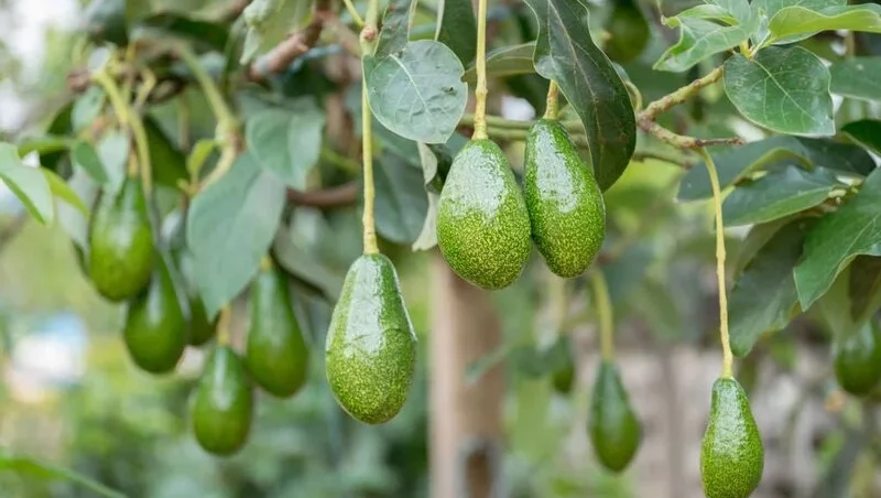 fresh avocados on an avocado tree branch