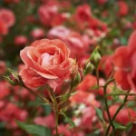 Garden rose