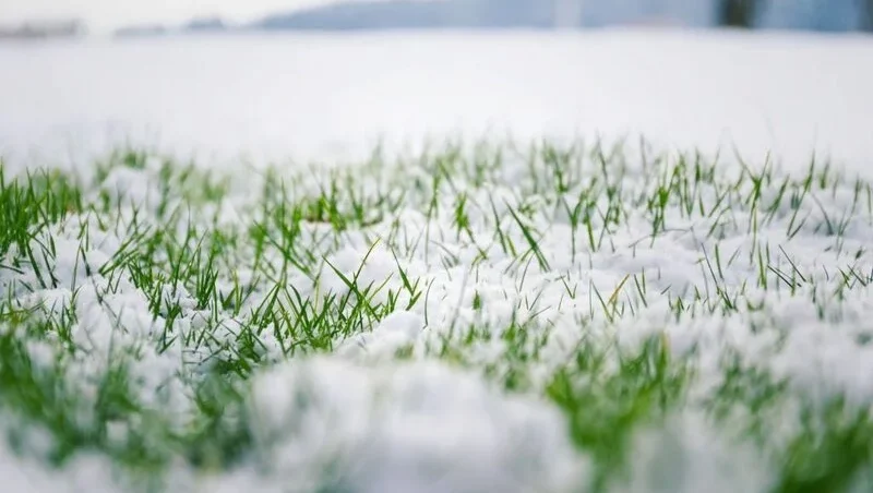 Grass in winter time