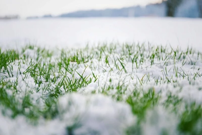 Grass in winter time