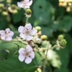 lose up of wild blackberry blossoms