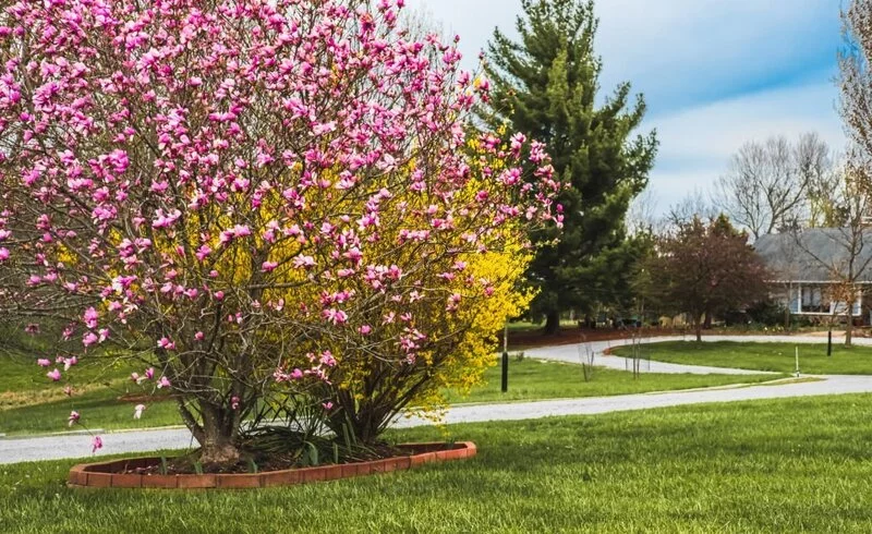 Magnolia tree