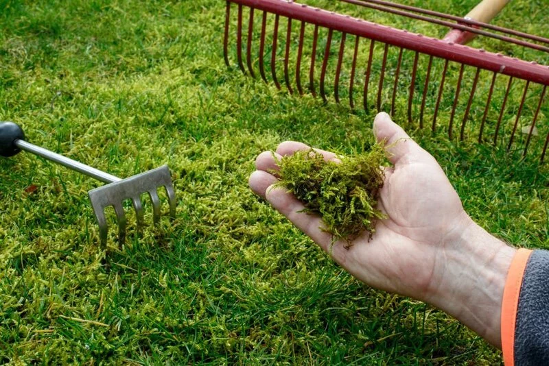 Should Gardeners Use Peat Moss? Plus 5 Alternatives