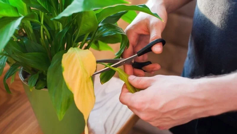 Pruning yellow peace lily leave