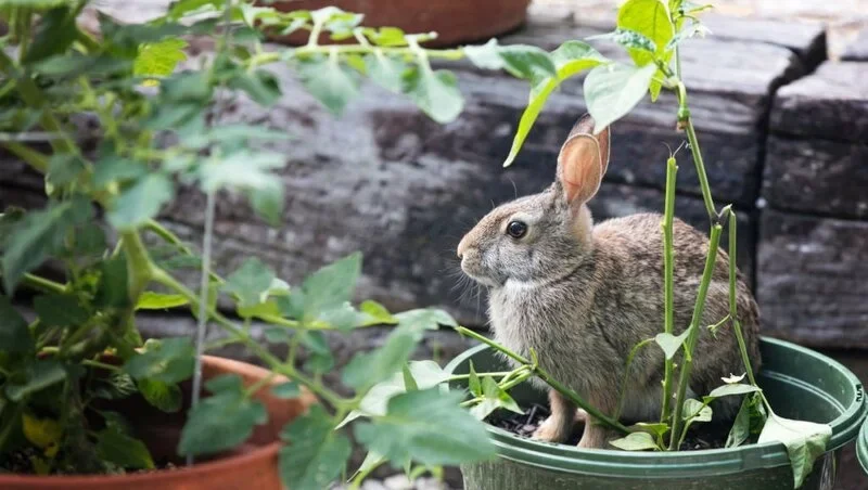 rabbit sits in a pot of vegetables
