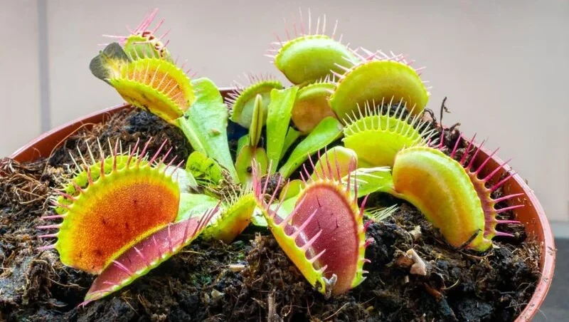 Repotted Venus flytrap