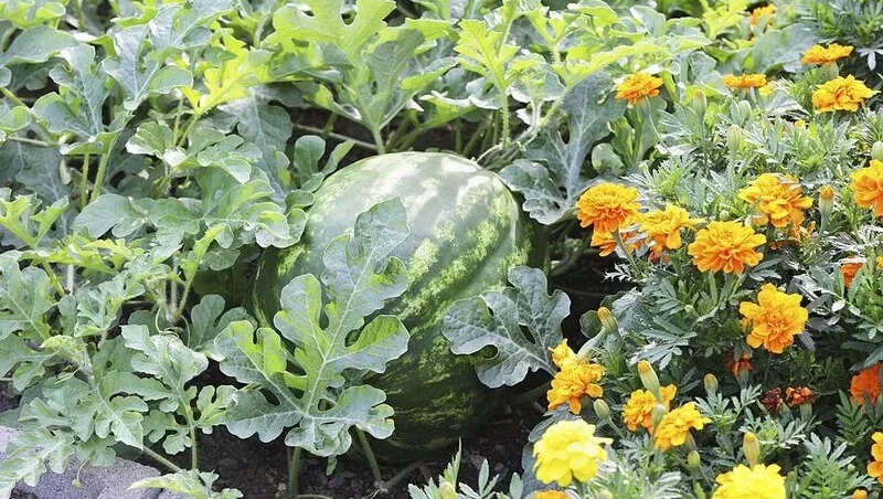 ripe watermelon (Citrullus lanatus) in a residential vegetable and flower garden